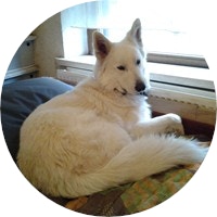 berger blanc