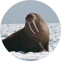 Wallie de walrus