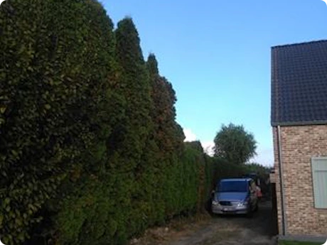 Haag van de buurman komt over onze scheiding: wat kunnen we doen?