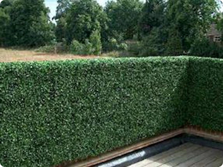 Kan gemeente kunsthaag weigeren?