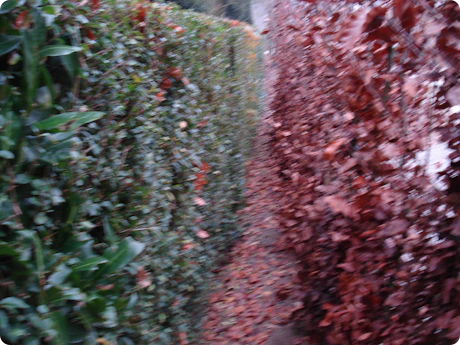 aanplant nieuwe haag