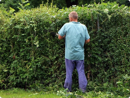 Quelles haies sont faites pour vous et votre jardin ?