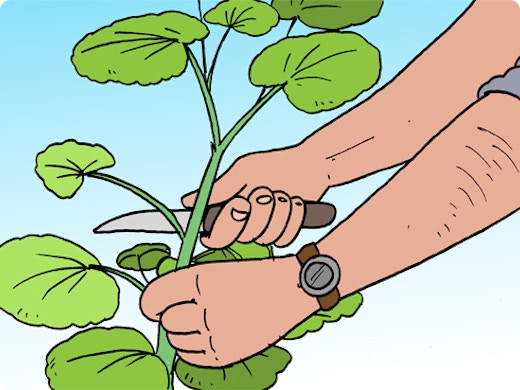Geraniums stekken