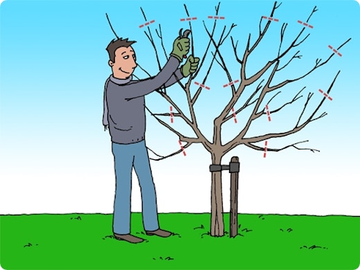 Appelboom snoeien