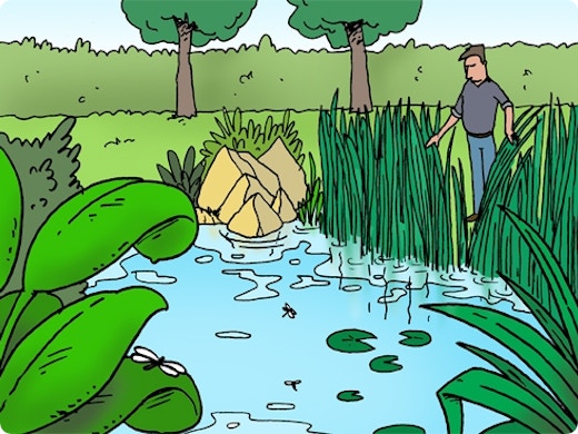 Protéger un étang des attaques du héron