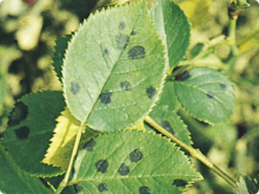 Ziektes en ongedierte bij rozen herkennen en bestrijden