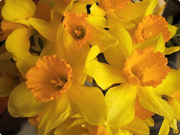 Tuinplagen bestrijden op een milieuvriendelijke manier