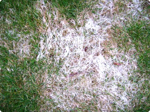 Ziektes en ongedierte op het gazon herkennen en bestrijden