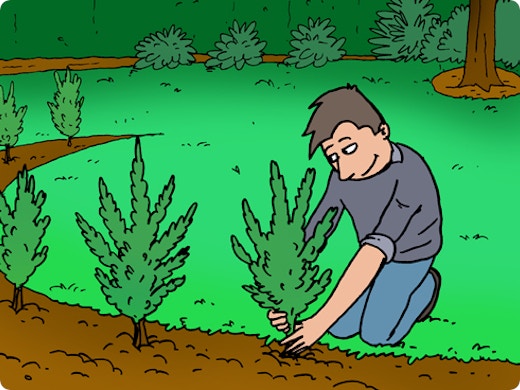 Taxus planten en verzorgen