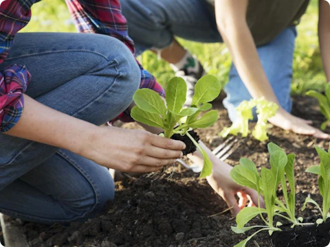 Plant- en zaaikalender: wanneer groenten planten of zaaien?