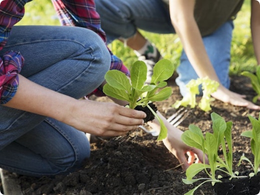 Calendrier de semis et plantation des légumes