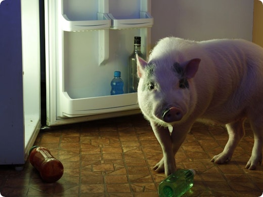 S.O.S. Appartement: peut-on interdire un animal de compagnie ?