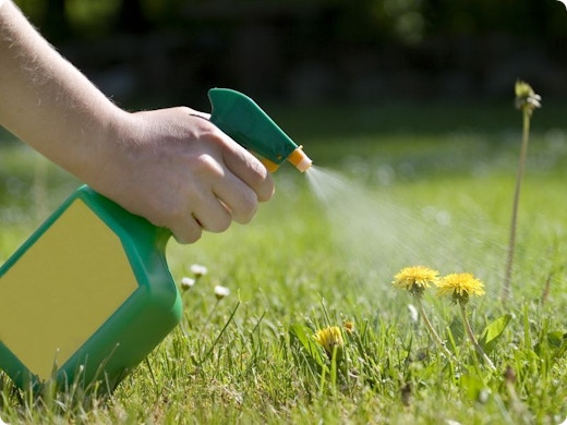 Onkruid bestrijden met onkruidverdelger: van keukenmiddeltjes tot biologische alternatieven