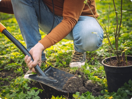 Herfstklus: een boom planten
