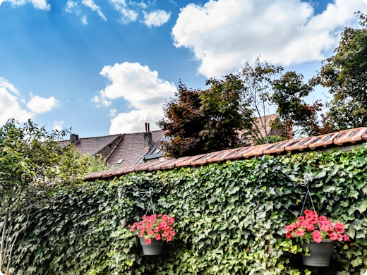 Planter un lierre en 3 étapes