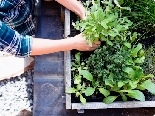 Aménager un jardin de plantes aromatiques