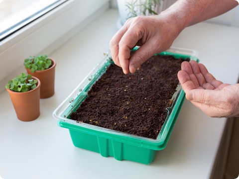 Is het buiten te koud? Zo leg je een moestuin binnen in huis aan