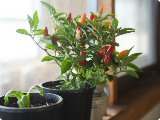 Is het buiten te koud? Met deze tips leg je een moestuin binnen in huis aan