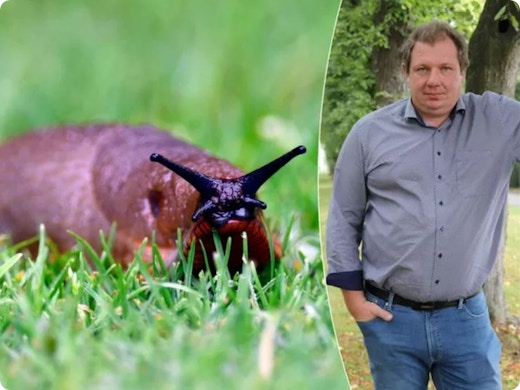 Tuinklussen maart: tuinexpert waarschuwt voor vorst en slakken