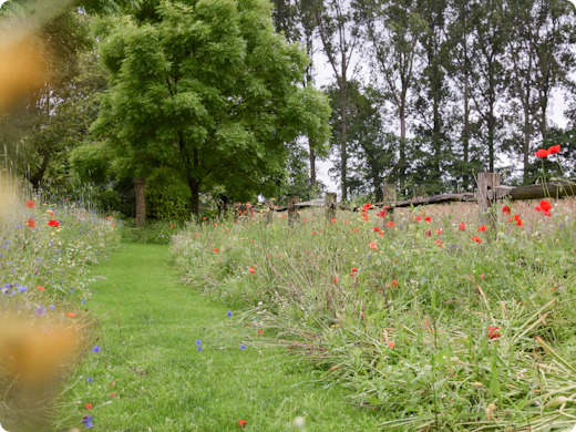 Fini la tonte hebdomadaire : opter pour une pelouse fleurie est un choix judicieux