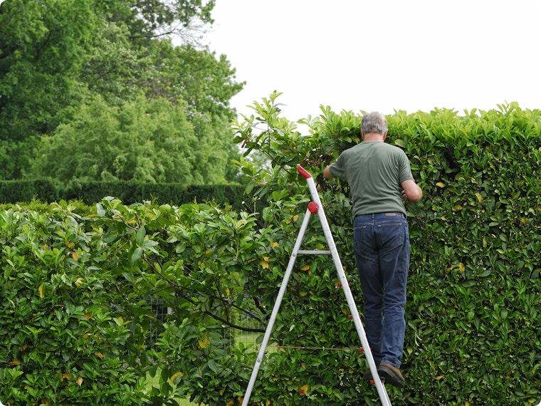 Wanneer je hagen snoeien: in het najaar of wachten tot de lente?