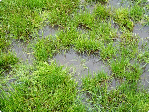 Faire face à l'excès d'eau dans le jardin ? Suivez ces conseils