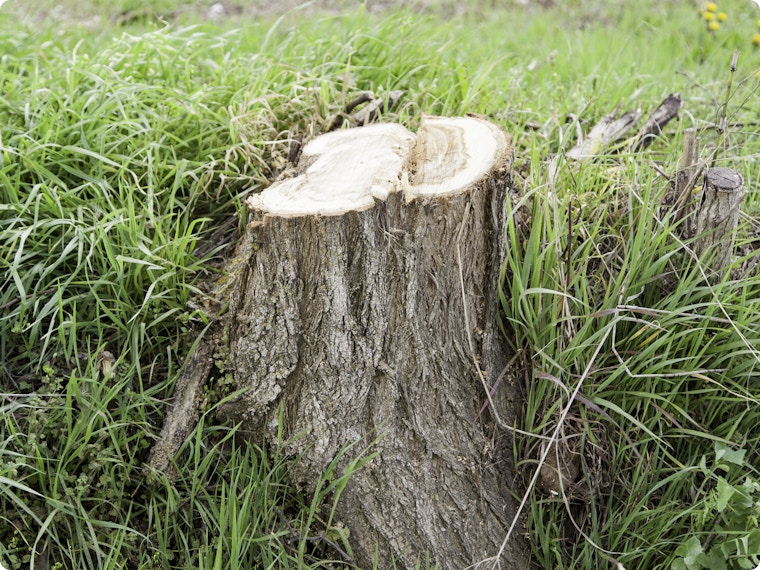 Mag ik zomaar een boom kappen in mijn tuin?