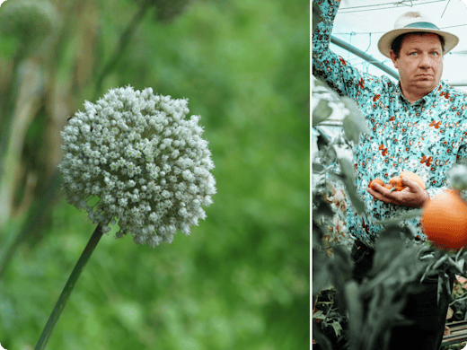 Tips van de tuinexpert: oogst je moestuinzaden in de nazomer