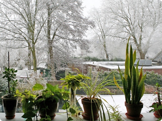 Hoe verzorg je je planten tijdens de winter? Plantenexpert deelt tips