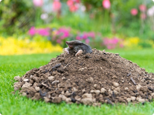 Zo maak je je tuin minder aantrekkelijk voor mollen: “Deze populaire trucjes werken niet”