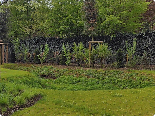 Een wadi in je tuin aanleggen? Zo kan je regenwater slim laten infiltreren