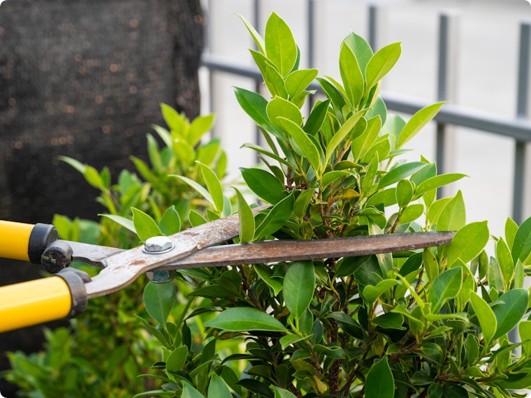 Planten en bomen snoeien? Ga aan de slag met deze snoeitips!