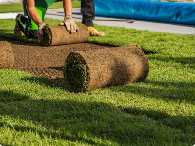 Rouleaux de gazon vs. semis : ce facteur négligé déterminera si votre pelouse survivra à son premier été