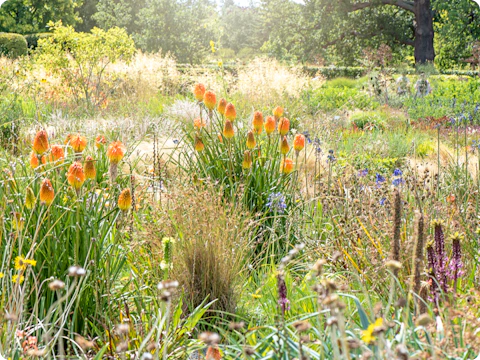 De prairietuin: een stukje natuurlijke wildernis in je achtertuin
