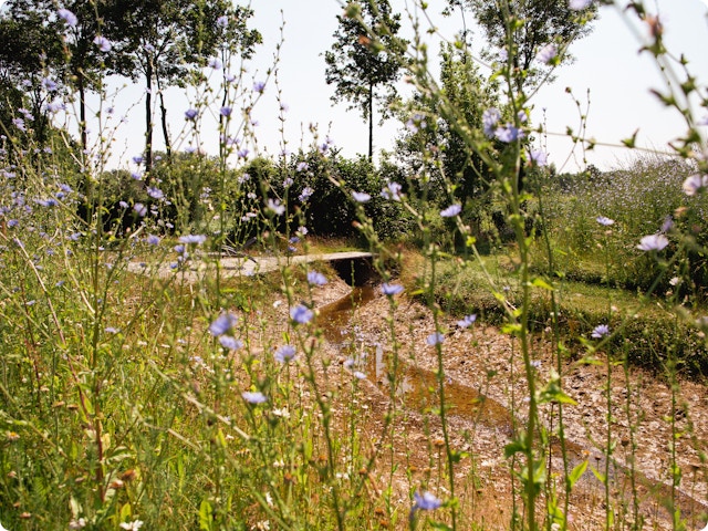Hemelwaterregels zijn vaak te streng: architect Sara De Boodt legt uit waarom en geeft tips
