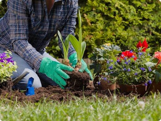Du pot à la terre : comment transplanter vos nouvelles plantes