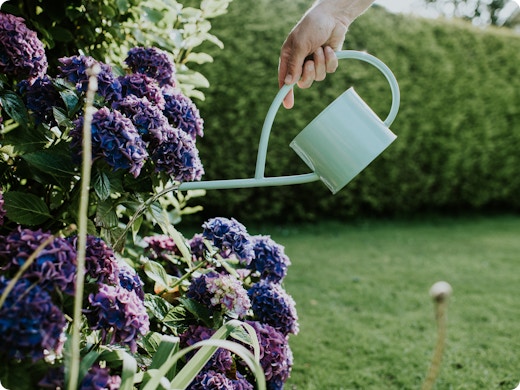 Je tuin verzorgen tijdens een hittegolf: tips voor 5 soorten planten