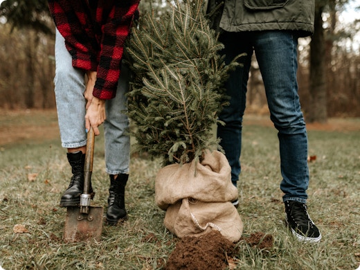 Zo plant je je echte kerstboom in de tuin