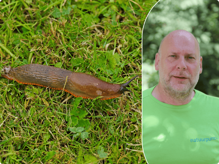 Slakken bestrijden in je tuin: “Lok slakkeneters of probeer de bierval uit”