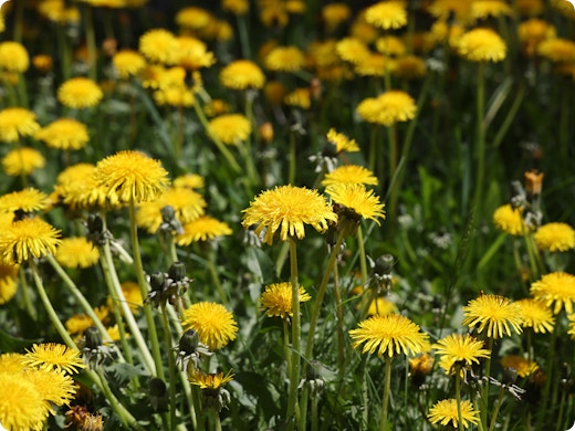 Wat zeggen paardenbloemen over je gazon?