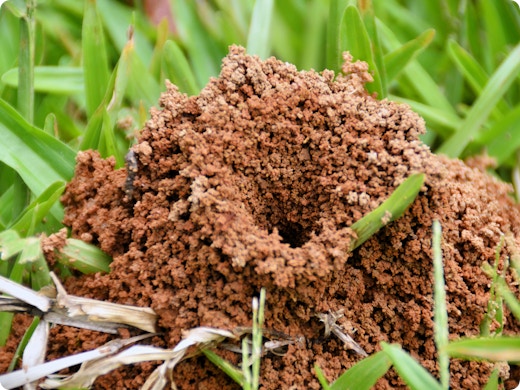 Meer mierennesten in je gazon door de droogte: dit kan je doen