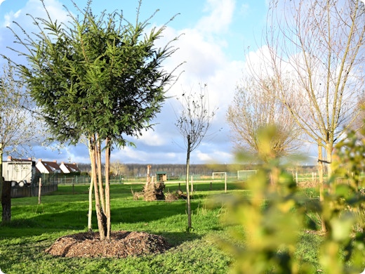 Bomen planten: zo kies je de perfecte boom voor jouw tuin