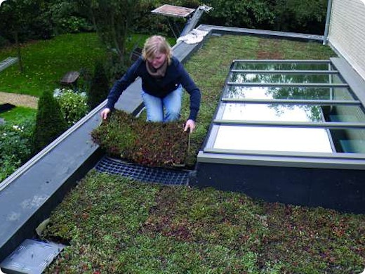 3 tips voor een perfect groendak
