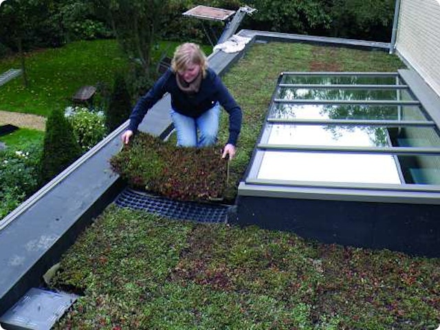 3 conseils pour une toiture végétalisée